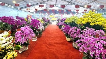 Độc đáo lan hồ điệp trồng trong chậu khảm trai hình rồng