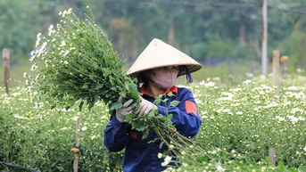Vườn cúc họa mi hiếm hoi còn sót lại tại Nhật Tân sau bão Yagi