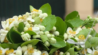 Hoa bưởi giá nửa triệu đồng/kg hút khách, đào sau Tết giá rẻ như cho