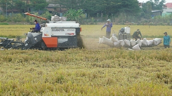 Giá lúa thấp nhất nửa năm