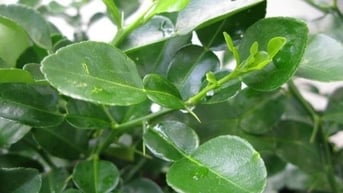 Tác dụng thần kỳ của lá bưởi