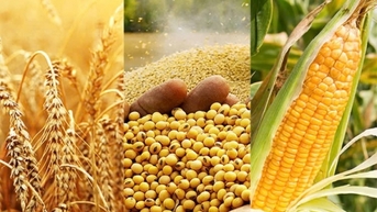 Thị trường có xu hướng đồng loạt giảm