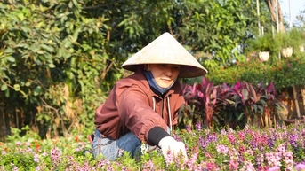 Mưu sinh ở làng hoa mong Tết ấm
