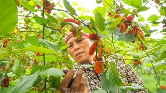 하노이 교외에서 수확철을 맞은 뽕나무 열매가 빨갛게 익었습니다.