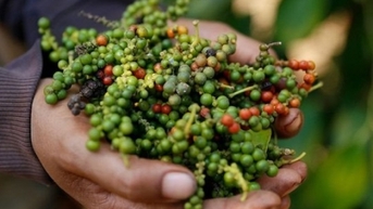 Việt Nam nhập khẩu hồ tiêu của Brazil với giá là bao nhiêu?