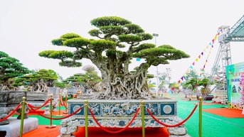 Nhiều cây bonsai tiền tỷ tại triển lãm sinh vật cảnh lớn nhất ở Thanh Hà