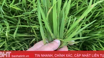Bệnh đạo ôn lá “xuất quân”, Nghi Xuân khẩn trương phòng trừ
