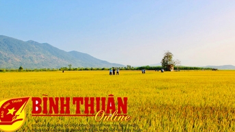Đẩy mạnh liên kết vùng, chuỗi giá trị cây lúa