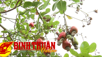 ជន​ជាតិ​ភាគ​តិច​នៅ​ឃុំ​ឡាដា​ខ្ពស់​មាន​ដំណាំ​ស្វាយ​ចន្ទី​ល្អ។