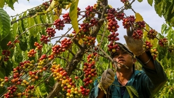 Giá cà phê trong nước đồng loạt tăng