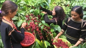 Đồng loạt giảm mạnh ở cả 2 thị trường trong nước và thế giới