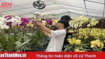 Chủ vườn tất bật “chạy đua” với tết