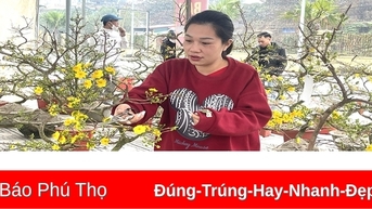ចំណង់ចំណូលចិត្តនៃការលេងជាមួយផ្កា apricot នៅថ្ងៃឈប់សម្រាក Tet