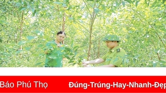 Đẩy mạnh cấp chứng chỉ quản lý rừng bền vững