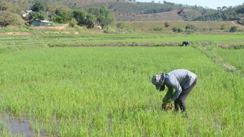 Nông dân Đắk Nông với phương pháp tưới nước "ngập khô xen kẽ"
