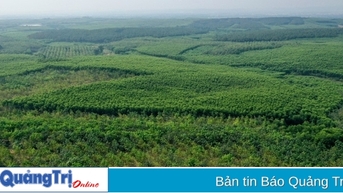 Phấn đấu sản lượng gỗ nguyên liệu khai thác bình quân đạt 1.200.000 m 3 /năm trong giai đoạn 2026