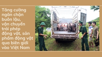 Tăng cường ngăn chặn buôn lậu, vận chuyển trái phép động vật, sản phẩm động vật qua biên giới vào Việt Nam