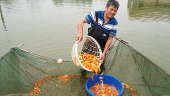 Cá chép đỏ cúng ông Công ông Táo tăng giá theo ngày