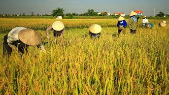 Giá lúa gạo hôm nay ngày 9/8/2024: Giá lúa tăng 50