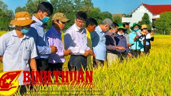សៀវភៅណែនាំ៖ ការដាំដុះស្រូវ "ឆ្លាតវៃ"