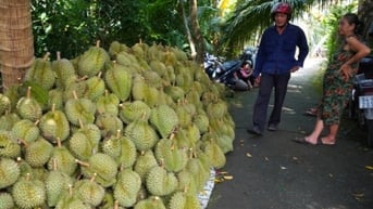 Trung Quốc cảnh báo với sầu riêng, mít Việt