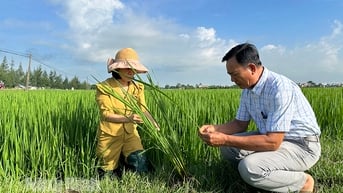 Tăng cường theo dõi đồng ruộng, phòng trừ sâu bệnh cho lúa Mùa
