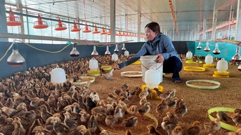 Chị Chuyên chăn nuôi hiệu quả nhờ an toàn vệ sinh chuồng trại