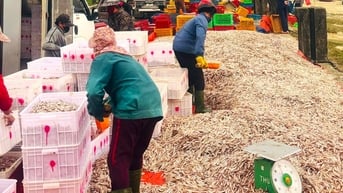 Ngư dân trúng đậm mẻ cá cơm 100 tấn ngày ông Táo chầu trời