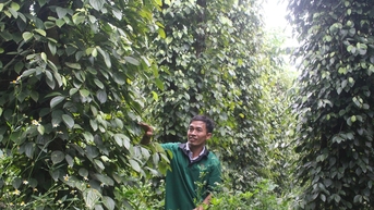 Đắk Nông nhập cuộc nông nghiệp xanh