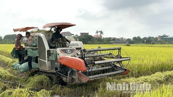 Nông dân Yên Mô rộn ràng thu hoạch lúa Đông xuân
