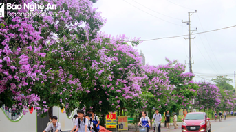 Những cung đường mộng mơ sắc tím giữa lòng thành Vinh
