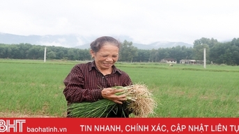 Hành tăm đầu mùa được giá, nông dân Can Lộc phấn khởi