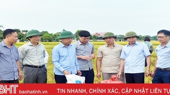 Tập trung thu hoạch nhanh gọn lúa hè thu, tránh thiệt hại do mưa lũ