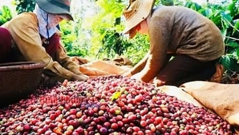 Niên vụ cà phê 2023-2024: Niềm vui được mùa, được giá