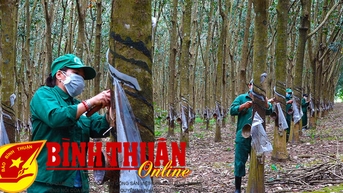 តម្លៃកៅស៊ូឡើងថ្លៃ កសិកររំភើបចិត្ត
