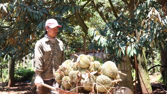 Đắk Lắk đề nghị hỗ trợ, kiểm dịch thực vật sầu riêng tại địa phương niên vụ 2023