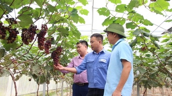 Đẩy mạnh chuyển đổi số trong sản xuất nông nghiệp