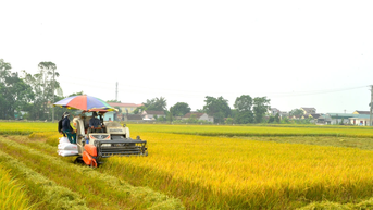 Nông dân Yên Thành chạy đua thu hoạch lúa xuân tránh giông lốc
