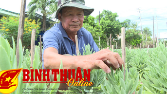 កសិករ​រវល់​មើល​ថែ​ផ្កា​ព្រីម​រ៉ូស ដើម្បី​លក់​ឲ្យ​តេត