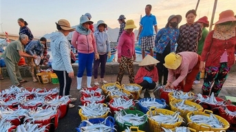 Quý I/2024: Sản lượng thủy sản khai thác được 24.719 tấn