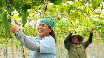Vựa mướp hương ở Phạm Trấn (Gia Lộc)
