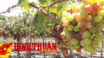 Tuy Phong, mùa nho nghịch vụ