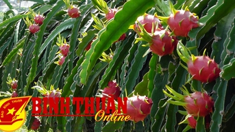 Để kinh tế tập thể là động lực quan trọng của nền kinh tế