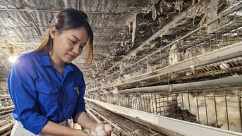 Thương hiệu "Trứng gà ác Hảo Nhân" ở Duy Xuyên