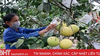 កសិករ Thuong Loc រកចំណូលបានប្រហែល 17 ពាន់លានដុងពីក្រូចថ្លុង