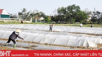 Lộc Hà phấn đấu phủ kín hơn 4.774 ha cây trồng vụ xuân