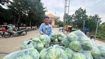 ស្ពៃក្តោប Gia Loc មានសុវត្ថិភាព និងមានគុណភាពល្អ។