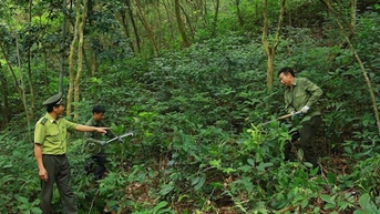 Đốt lá dễ cháy rừng