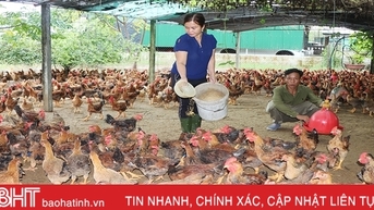 Giá gà thương phẩm ở Hà Tĩnh tăng cao, nhiều hộ tái đàn “đon” thị trường tết