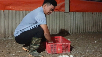 Chủ tịch Hội Nông dân xã Gia Xuyên (TP Hải Dương) sản xuất, kinh doanh giỏi